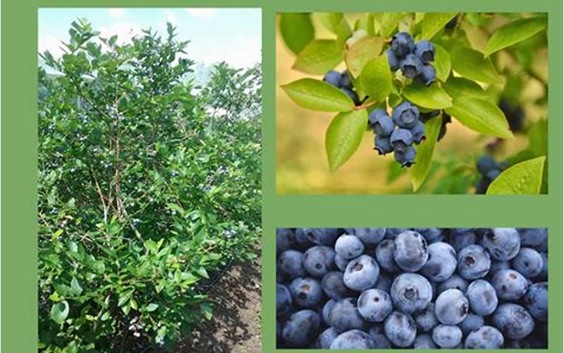 Blueberries In Zone 6B