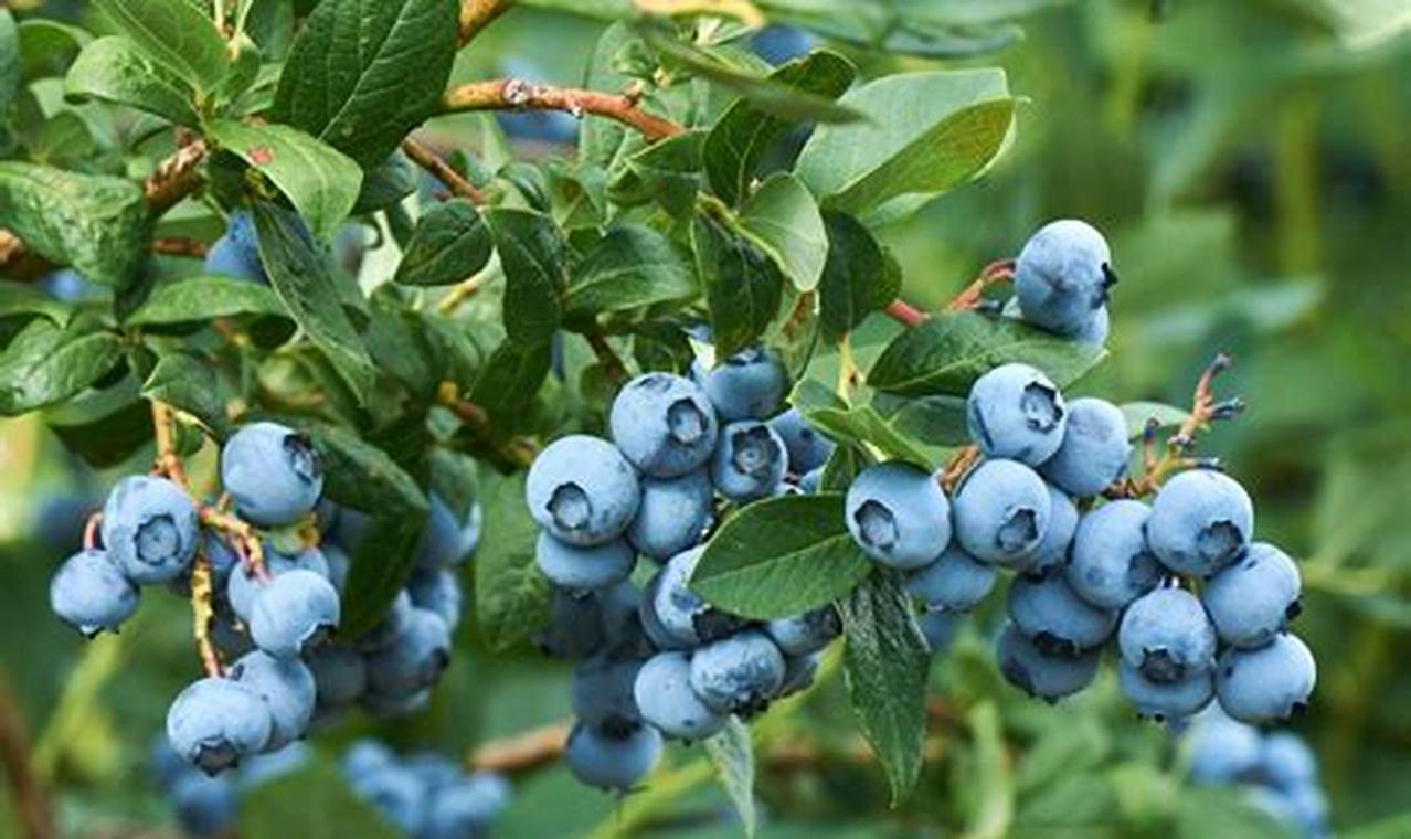 Blueberry Plants For Sale