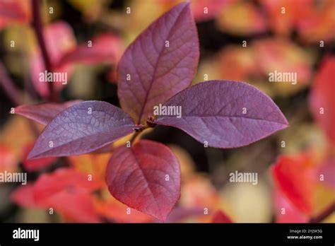 Blueberry Bush Red Leaves