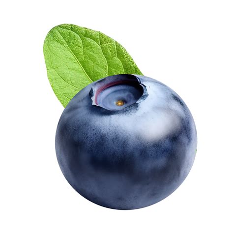 Blueberry Leaf 3D PNG