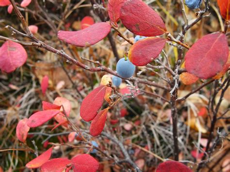 Blueberry Leaves Turning Red
