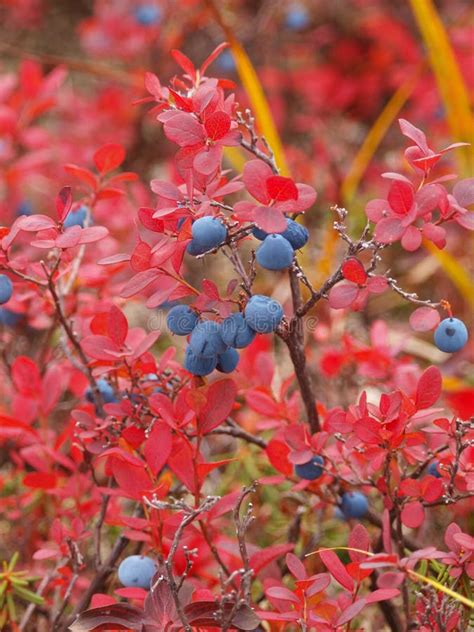 Blueberry Red Leaves