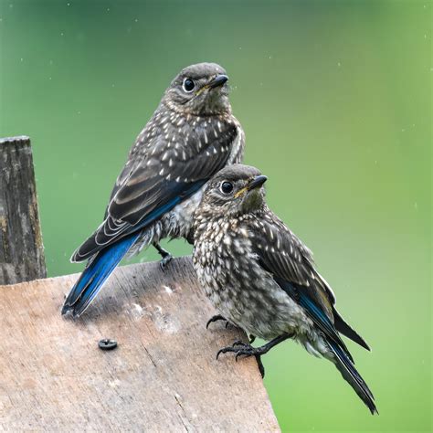 Bluebirds