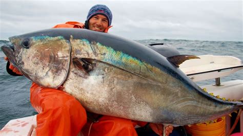 Bluefin Tuna