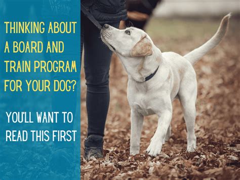 Board and Train Programs Is it Right for You