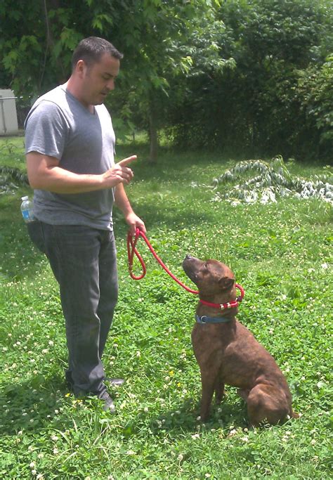 Saving Strays: Boarding for Rescues and Animal Welfare Solutions