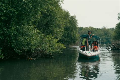 Boat Ride Through Mangroves