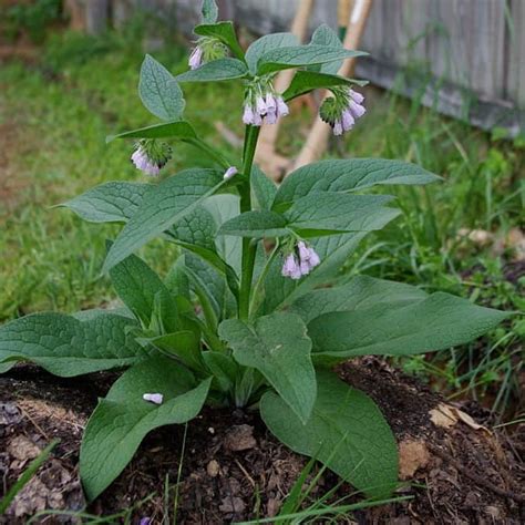 Comfrey Bocking 14 root cuttings for sale - Dalmore Croft