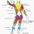 Body Muscle Diagram Back