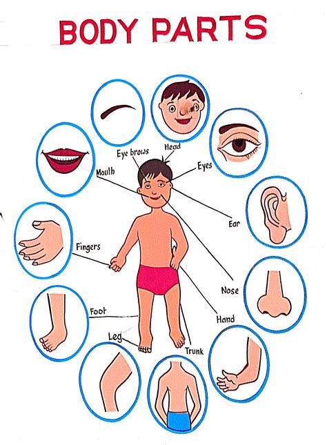 Human Body Parts Names in English with Pictures • 7ESL