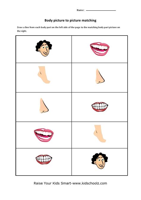 Creating A Body Parts Matching Worksheet For Kindergarten