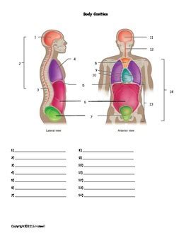 Body Planes And Cavities Worksheet