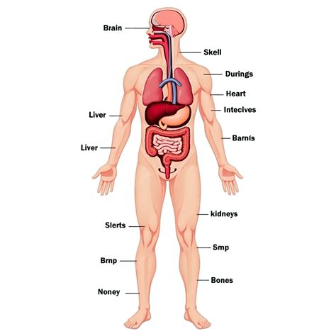 Body Organ Chart Male