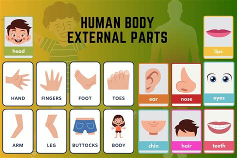 Body Parts Image
