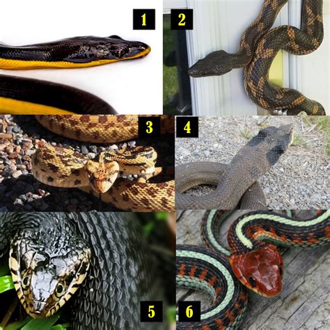 Body shape of venomous snakes