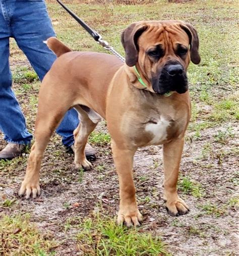 South African Boerboel puppy for sale near South Florida, Florida