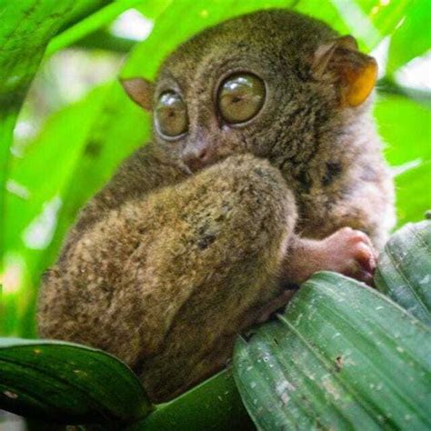 Bohol Choco Tour bus