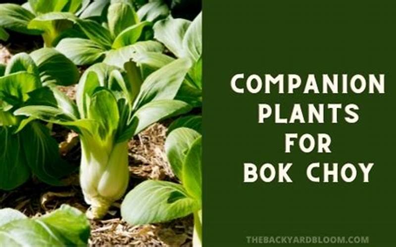 Bok Choy And Companion Plants