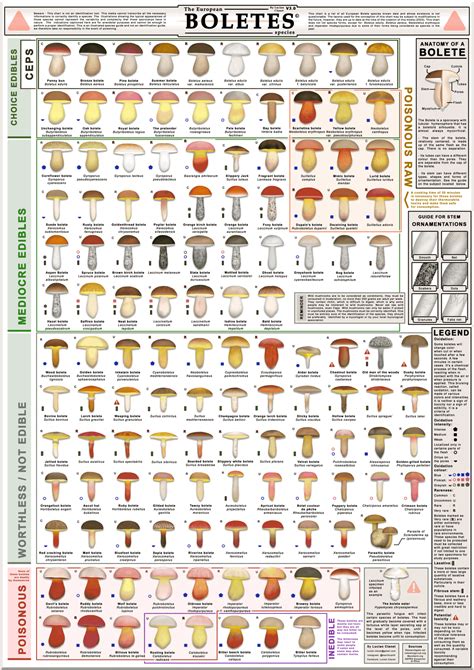 Bolete Identification Chart