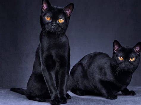 35. The Miniature Panther: Bombay - gambar tajam tapi ringan menggunakan trik dari weserv.nl API lengkapi dengan source image domain
