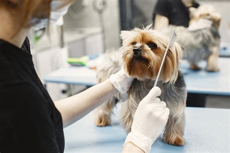 Bonding Through Brushing: Making Grooming Fun