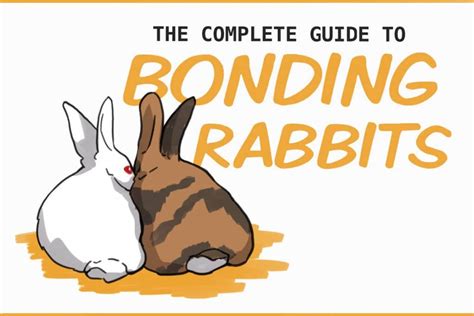 Bonding with Your Rabbit