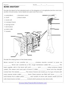 Unlock the Secrets of Bone Anatomy with these Simple Teacher Worksheets and Answer Keys!