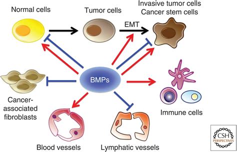 The Regenerative Power of Bone Morphogenetic Proteins – Explore their Definition and Functionality!