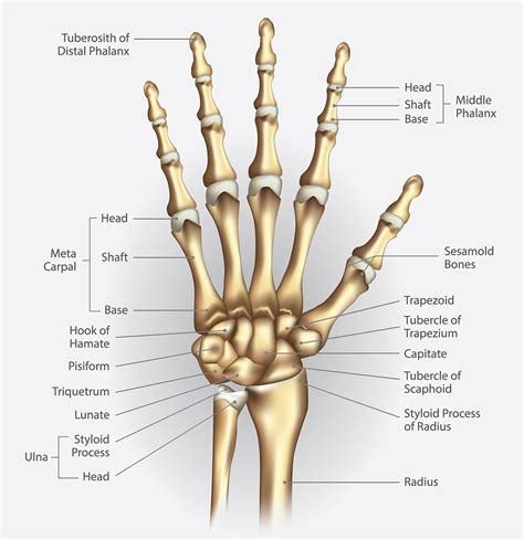 Bone Structure of a Hand