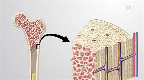 Bone and Supporting Structure Recovery