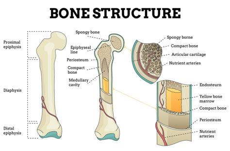 Bone-Like Structures