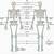 Bones In The Body Diagram