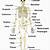 Bones Of The Human Body Quiz