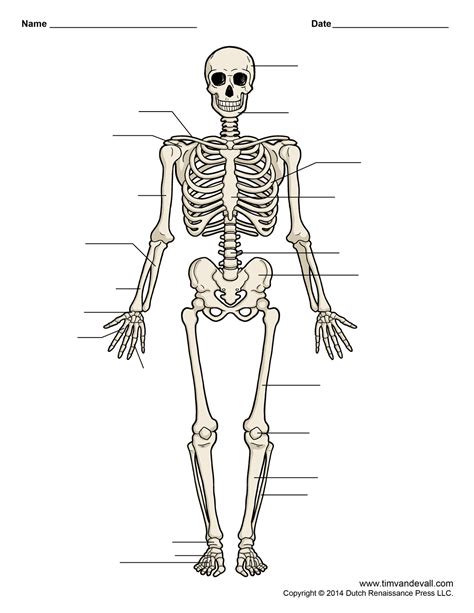 Quia Anatomy Major Bones Identification