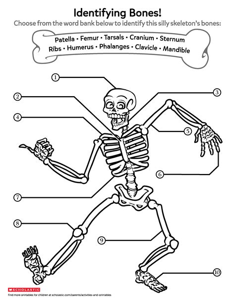 Human Skeletal System Worksheet Coloring Page Free