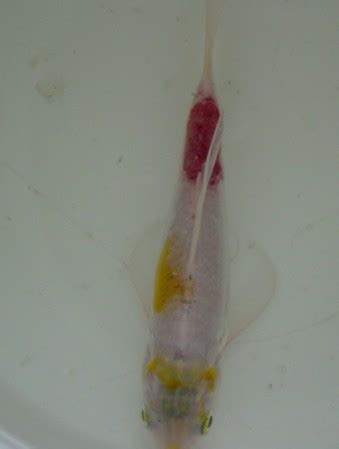 Bonniesplants Com Ulcers In Koi And Treatment