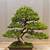 Bonsai Tree Designs