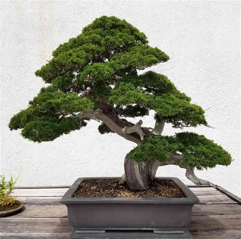 gambar bonsai