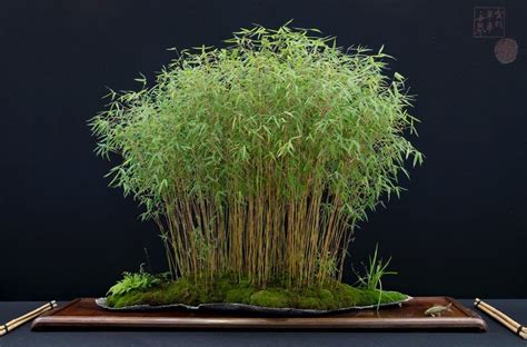 Gambar bonsai bambu kuning