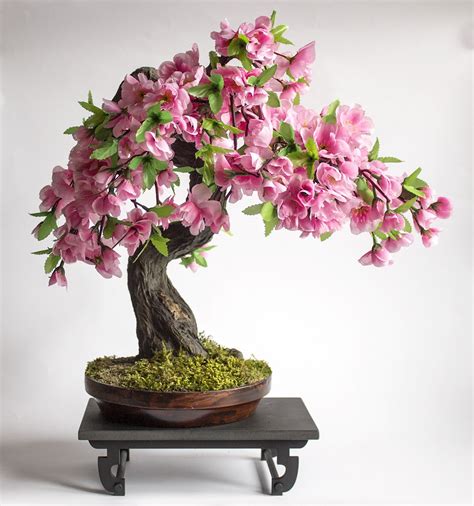 Bonsai Bunga Sakura