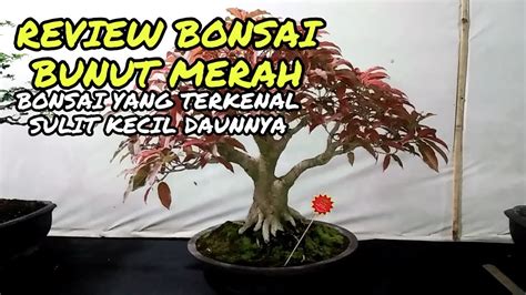 Bonsai Bunut Juara