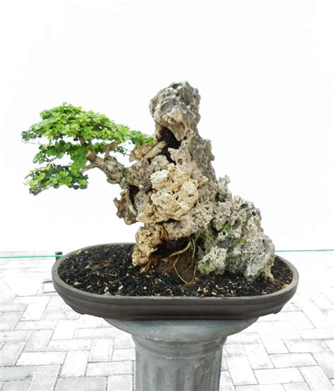 contoh bonsai diatas batu