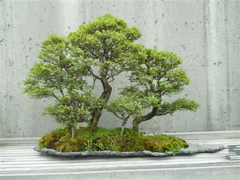 Bonsai Grouping Tanaman Mini Taman Jepang