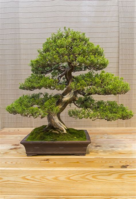 Pohon Bonsai Juniper