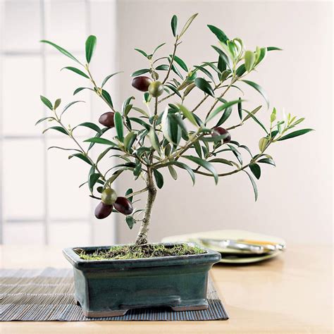 Bonsai Olive Tree