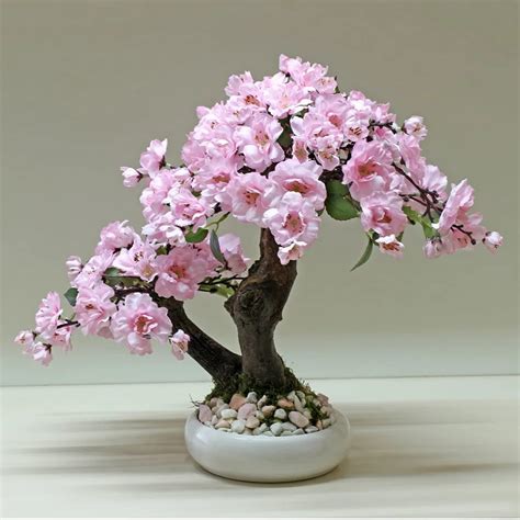 Bonsai Pink Cherry Blossom