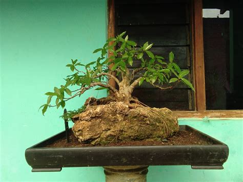 Bonsai Pohon Loa