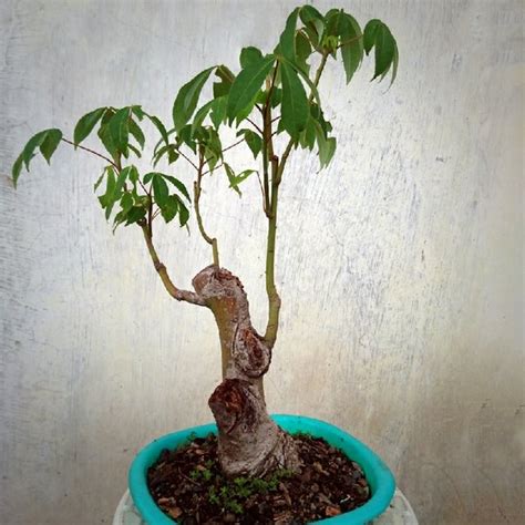 Bonsai Randu Alas