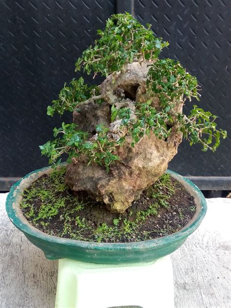 Bonsai Serut Juniperus