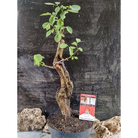 bonsai sonokeling